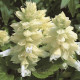 Сальвія блискуча Salsa ™ White, 1000 шт, Syngenta