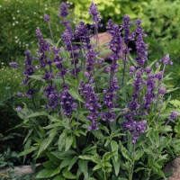 Сальвія Evolution®: Violet, 250 шт, Benary