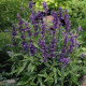 Сальвія Evolution®: Violet, 250 шт, Benary