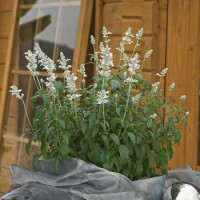 Сальвія Evolution®: White, 250 шт, Benary