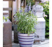 Сальвія борошниста - Salvia farinacea
