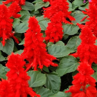Сальвія блискуча Amore scarlet, 100 шт, Hem Genetics