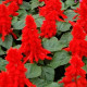 Сальвія блискуча Amore scarlet, 5000 шт, Hem Genetics