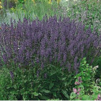 Сальвия чудесная Queen Dwarf Blue 