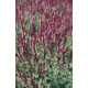 Сальвія чудова Queen Rose, 1000 шт, Benary
