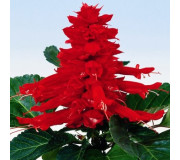 Серія "Red Alert" (Hem Genetics)
