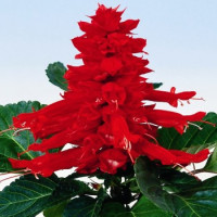 Сальвія RED ALERT, 100 шт, HemGenetics