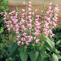 Сальвия ярко-красная Summer Jewel Pink