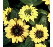 Санвіталія розпростерта - Sanvitalia procumbens