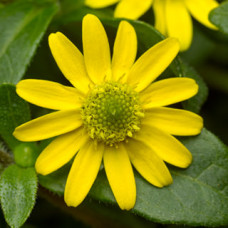 Санвіталія Queen of Sunlight, 1000 шт, Syngenta