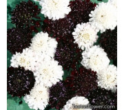 Скабіоза - Scabiosa