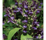 Скутелярія (шоломник) - Scutellaria javanica