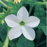 Табак Сандер Avalon White