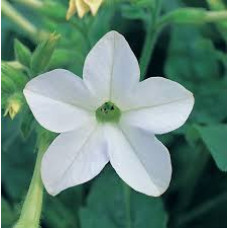 Табак Сандер Avalon White