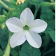 Табак Сандер Avalon White