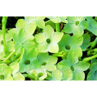Табак крылатый Saratoga™ Lime