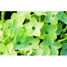 Табак крылатый Saratoga™ Lime