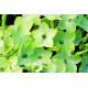 Табак крылатый Saratoga™ Lime