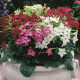 Тютюн крилатий Saratoga™ Mix, 50 шт, Syngenta