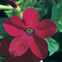 Табак Сандер Avalon Red