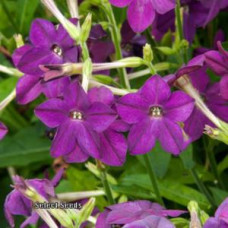 Табак Сандер Perfume Deep Purple