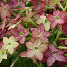 Табак Сандер Avalon Lime Purple Bicolour