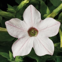 Тютюн крилатий Saratoga™ Appelblossom, 1000 шт, Syngenta 