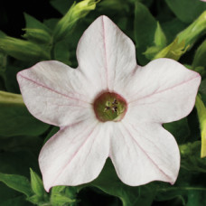 Тютюн крилатий Saratoga™ Appelblossom, 50 шт, Syngenta 
