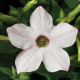 Тютюн крилатий Saratoga™ Appelblossom, 250 шт, Syngenta