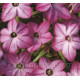 Тютюн Saratoga™ Purple Bicolor, 50 шт, Syngenta