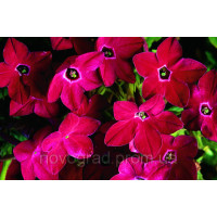 Табак крылатый Saratoga™ Red