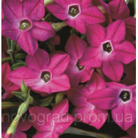 Табак крылатый Saratoga™ Rose