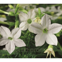 Тютюн крилатий Saratoga™ White, 50 шт, Syngenta 