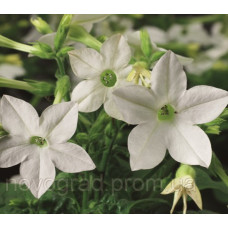 Тютюн крилатий Saratoga™ White, 50 шт, Syngenta 