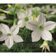 Тютюн крилатий Saratoga™ White, 250 шт, Syngenta