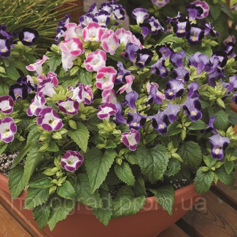 Торенія Фурньє Duchess™ Mix, 25 шт, Syngenta