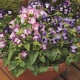 Торенія Фурньє Duchess™ Mix, 25 шт, Syngenta