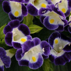 Торения Фурнье KAUAI BLUE WHITE