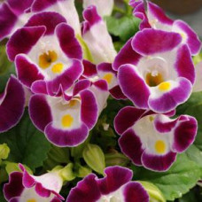 Торения Фурнье KAUAI BURGUNDY