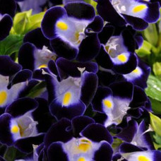 Торения Фурнье KAUAI DEEP BLUE