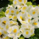 Торения Фурнье KAUAI LEMON DROP