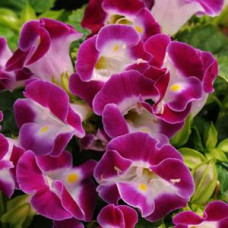 Торения Фурнье KAUAI MAGENTA