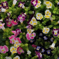 Торенія Фурньє KAUAI MIX, 25 шт, PanAmerican