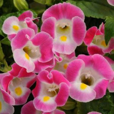 Торения Фурнье KAUAI ROSE