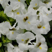 Торения Фурнье KAUAI WHITE