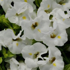 Торения Фурнье KAUAI WHITE