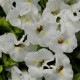 Торения Фурнье KAUAI WHITE