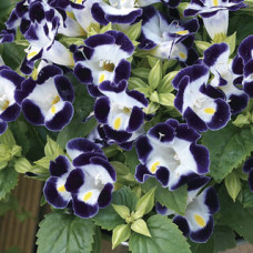 Торения Фурнье Duchess™ Blue & White