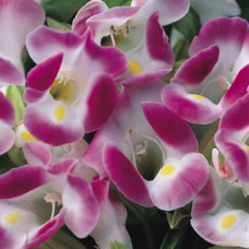Торенія Фурньє Duchess™ Pink, 1000 шт, Syngenta
