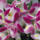 Торенія Фурньє Duchess™ Pink, 100 шт, Syngenta